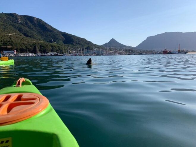 Cape Town: Guided Kayaking in Hout Bay - Inclusions and Restrictions