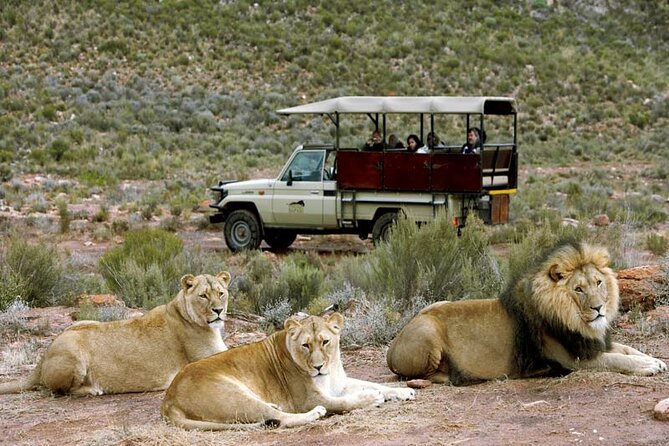 Cape Town Half-Day Big Five Safari Tours - Tour Location and Duration