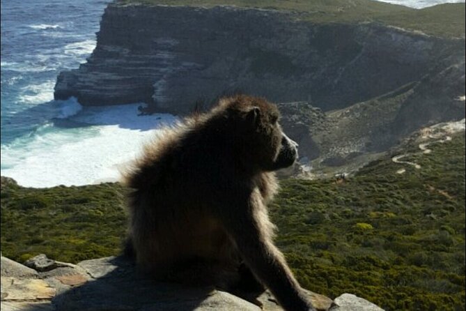 Cape Town Half Day Tour - Booking Information