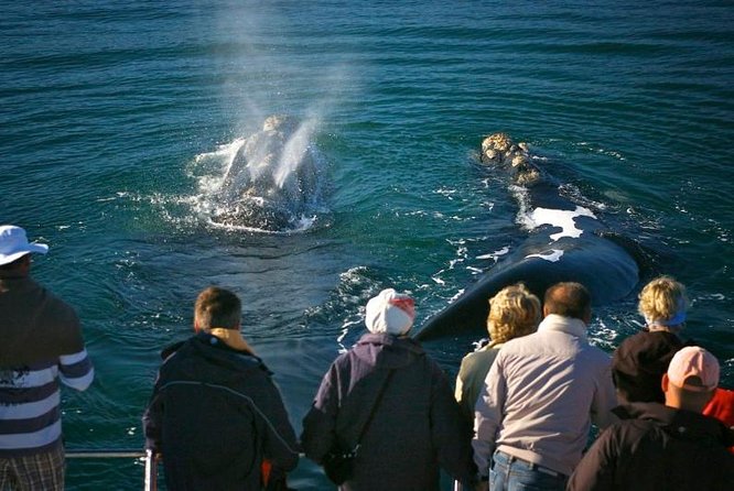 Cape Town: Hermanus Round-Trip Transportation Service - Overview of Hermanus Round-Trip Transportation Service