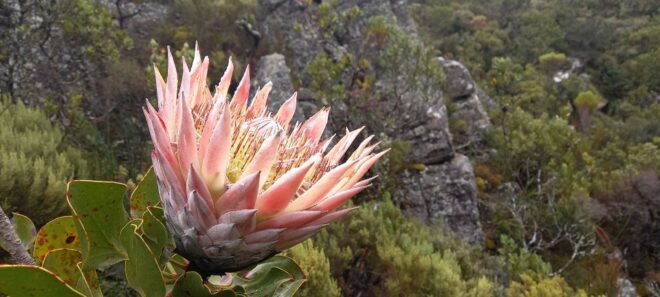 Cape Town: India Venster Table Mountain Hike - Frequently Asked Questions