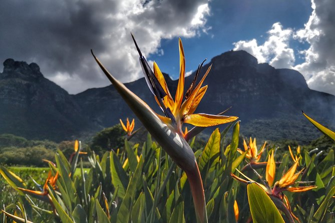 Cape Town: Invigorating Nature Walk - Trail Overview