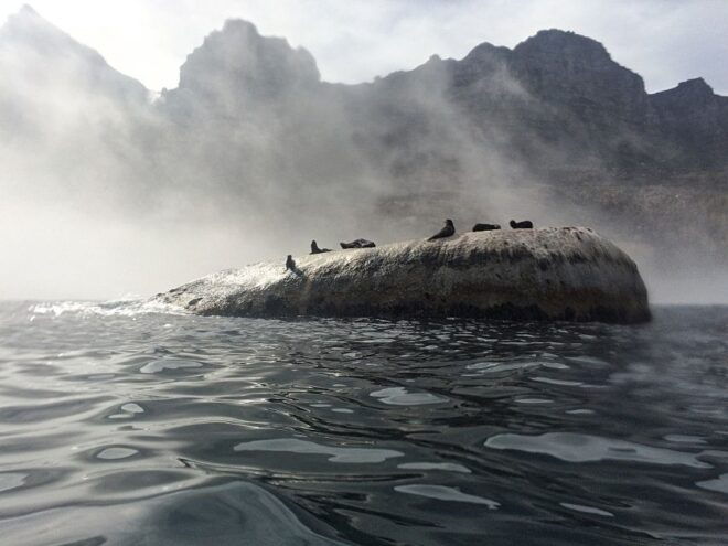 Cape Town: Marine Big 5 Ocean Safari From V&A Waterfront - Restrictions
