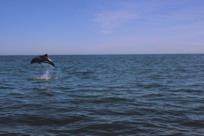 Cape Town: Marine Big 5 Ocean Safari From V&A Waterfront - Booking Information