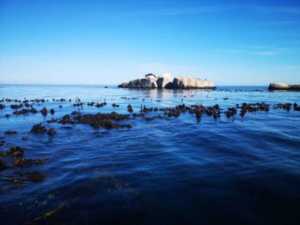 Cape Town: Marine Big 5 Ocean Safari From V&A Waterfront - Frequently Asked Questions