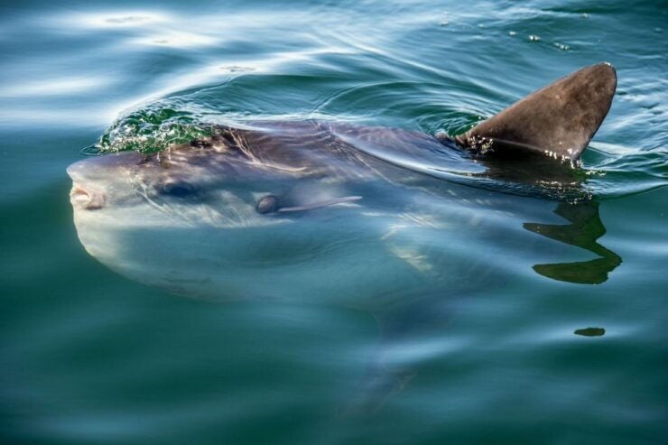 Cape Town: Marine Wildlife Cruise and City Tour - Tour Highlights