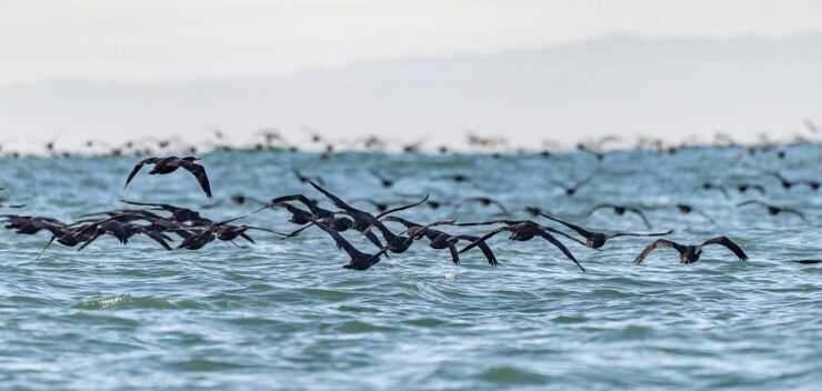 Cape Town: Marine Wildlife Tour From the V&A Waterfront - Good To Know