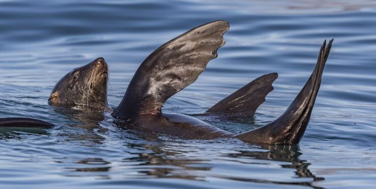 Cape Town: Marine Wildlife Tour From the V&A Waterfront - Booking Details