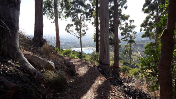 Cape Town: Mountain Bike Table Mountain to Constantia - Good To Know