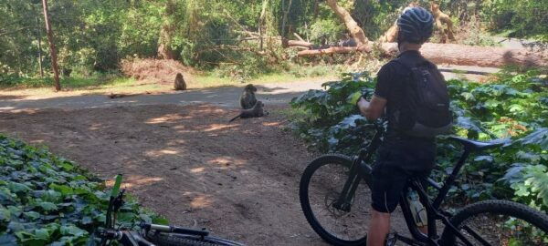 Cape Town: Mountain Bike Table Mountain to Constantia - The Sum Up