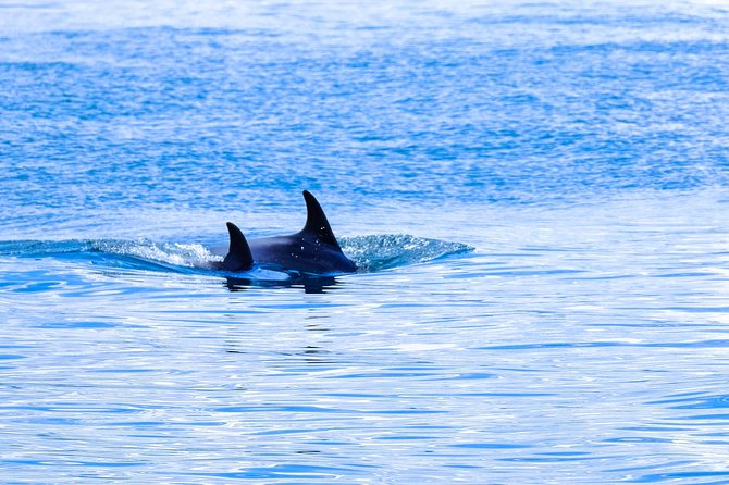 Cape Town Ocean Safari Boat Tour - Additional Information About the Tour