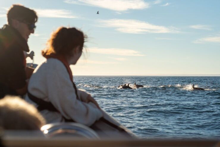 Cape Town: Ocean Wildlife Encounter Guided Boat Tour - Good To Know