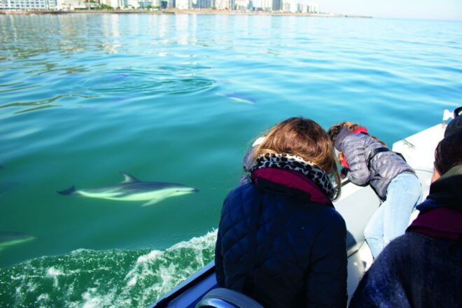 Cape Town: Ocean Wildlife Encounter Guided Boat Tour - Customer Reviews