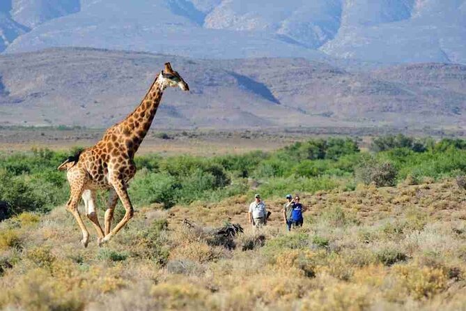 Cape Town - Overnight Sanbona Safaris Game Reserve Tour - Tour Overview