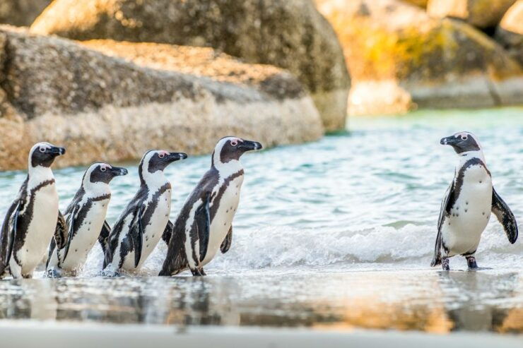 Cape Town: Penguin Watching at Boulders Beach Half Day Tour - Tour Details