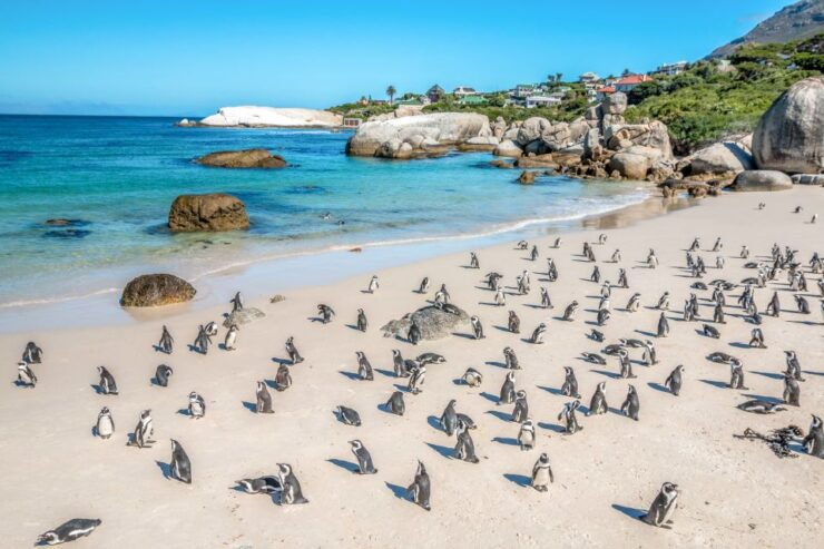 Cape Town: Penguin Watching at Boulders Beach Half Day Tour - Highlights