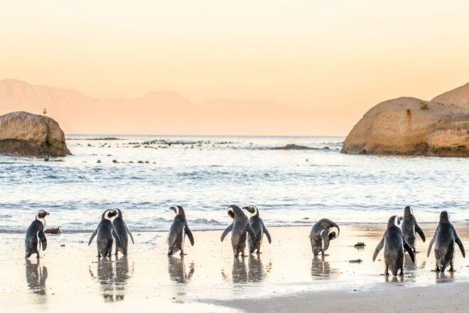 Cape Town: Penguin Watching at Boulders Beach Half Day Tour - Itinerary