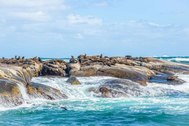 Cape Town: Penguin Watching at Boulders Beach Half Day Tour - Experience