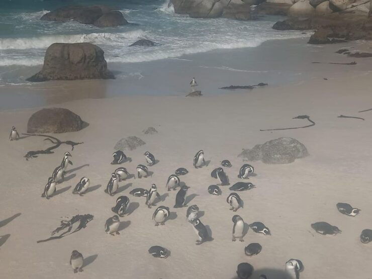 Cape Town: Penguins & Cape of Good Hope Half-Day Shared Tour - Good To Know