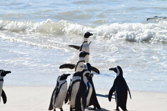 Cape Town: Penguins & Cape of Good Hope Half Day Shared Tour - Itinerary