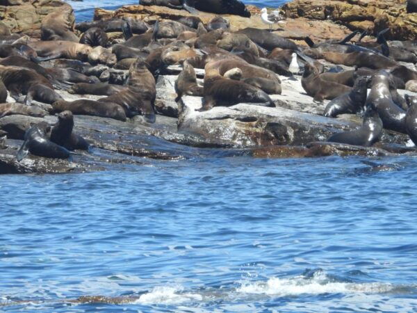 Cape Town: Penguins & Cape of Good Hope Half Day Shared Tour - Booking and Cancellation