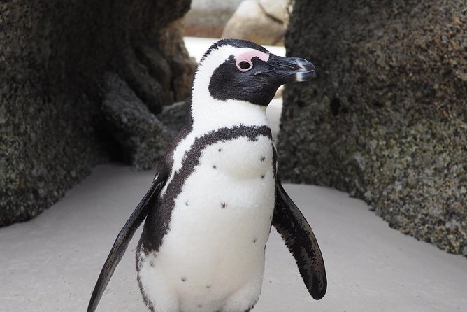 Cape Town Peninsula Day Tour ( Cape Point/Boulders/Wine Tasting) - Tour Itinerary