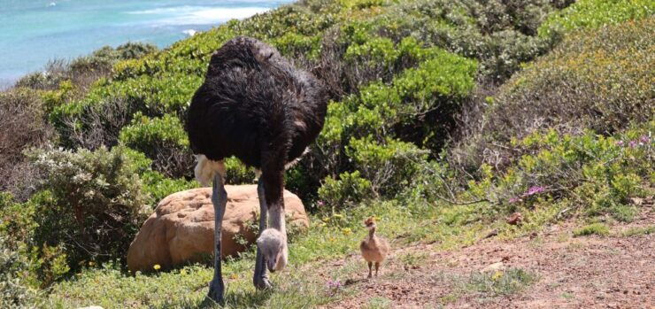 Cape Town: Peninsula, Penguins & Cape of Good Hope Day Tour - Tour Details