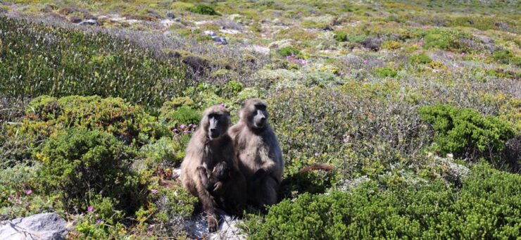 Cape Town: Peninsula, Penguins & Cape of Good Hope Day Tour - Itinerary