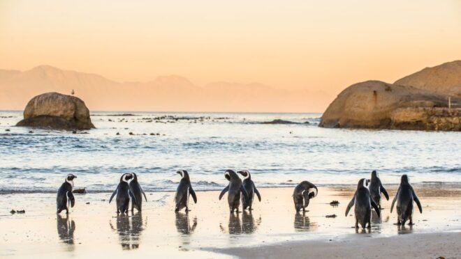 Cape Town: Peninsula, Penguins & Cape of Good Hope Day Tour - Important Information