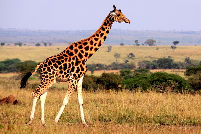 Cape Town Private, Aquila Safari Full Day Tour - Tour Duration and Schedule