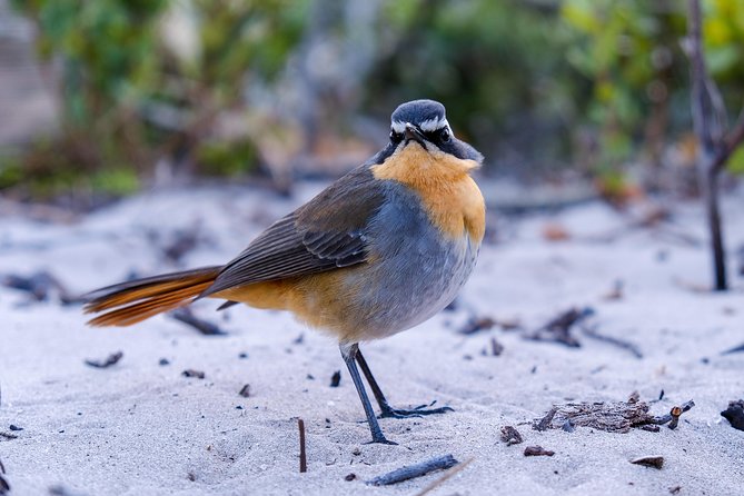 Cape Town Private Birding Tour - Tour Highlights