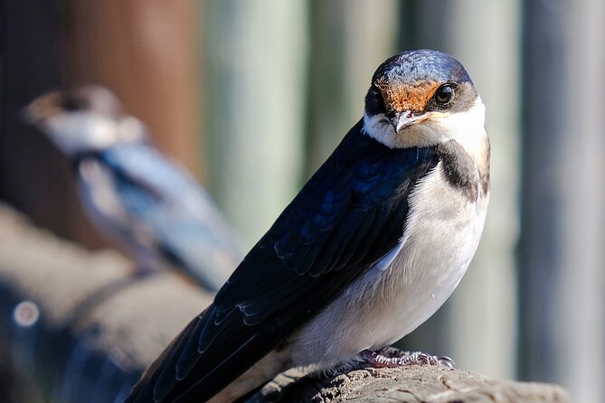 Cape Town Private Birding Tour - Traveler Reviews