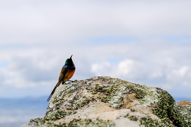 Cape Town Private Birding Tour - Bird Species Encountered