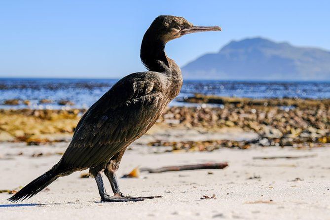 Cape Town Private Birding Tour - Scenic Locations Visited