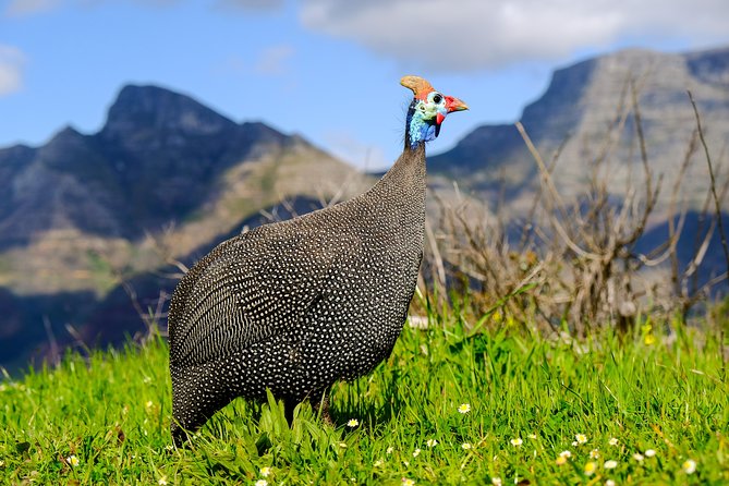 Cape Town Private Birding Tour - Customer Support and Assistance