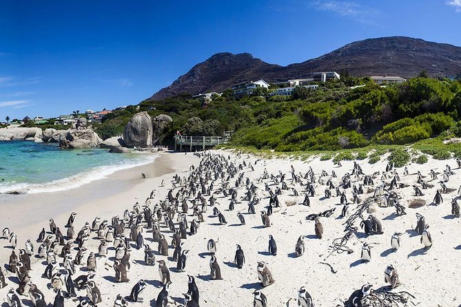 Cape Town Private, Cape Point Penguin Tour - Tour Duration: 8 Hours