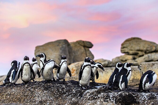 Cape Town Private Group Tour to Cape of Good Hope and Boulders Penguins Colony - Tour Highlights
