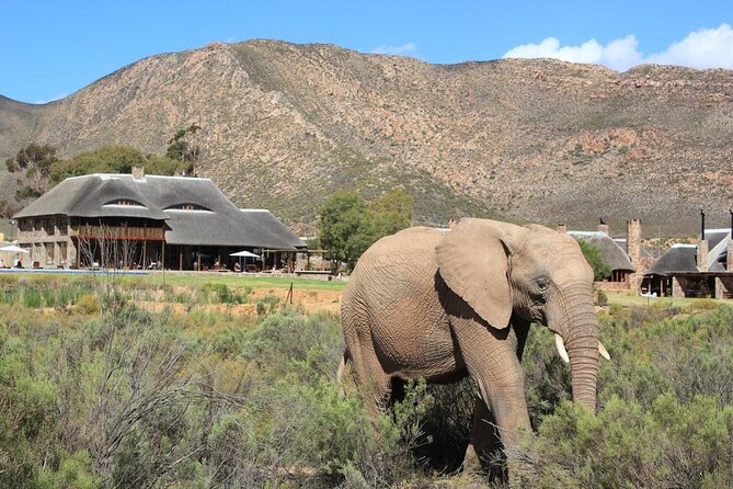 Cape Town Private, Inverdoorn Safari Tour - Overnight With Accommadation - Additional Information