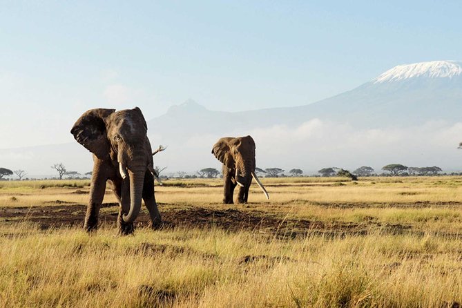 Cape Town Private, The Best Of Big Five Safari Tour - Cancellation Policy