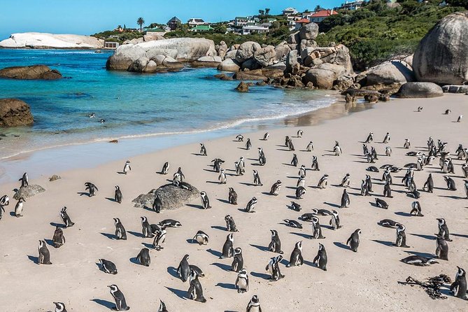Cape Town Private Tour , Cape Peninsula Penguin - Cape Point Nature Reserve