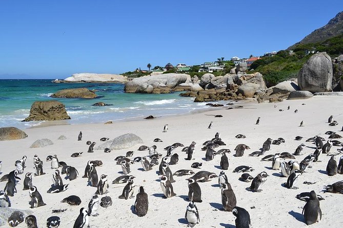 (Cape Town )Private Tour - Cape Peninsula Penguin Full Day - Highlights of the Cape Peninsula