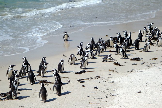 ( Cape Town Private Tour Full-Day ) Robben Island and Cape Peninsula Penguins - Robben Island Visit