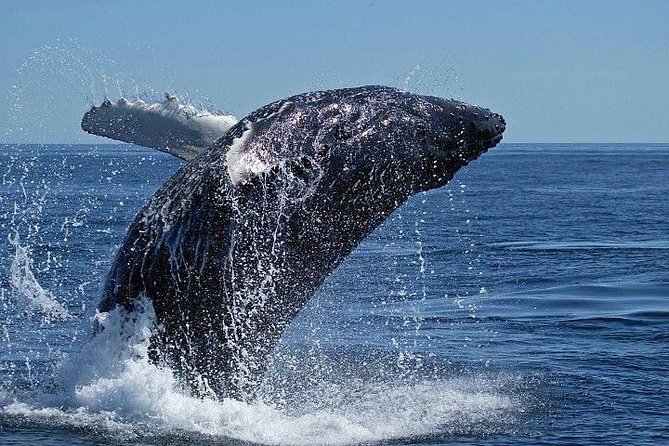 ( Cape Town Private Tour ) Hermanus Whale Watching Full Day - Admission and Confirmation Details