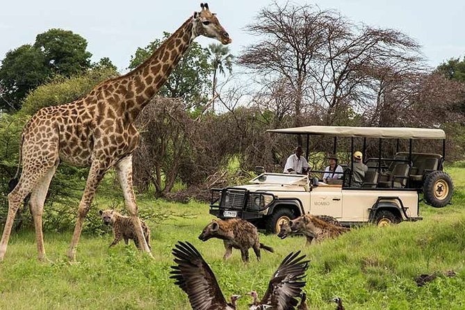 Cape Town Private Tour - the Best of Big Five Safari - Private Tour and Group Participation
