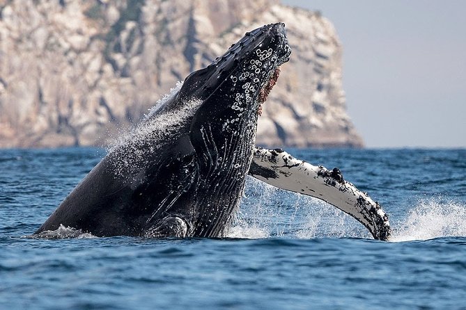 (Cape Town Private Tour ) Whale Watching Combo on Boat - Admission Ticket and Additional Information