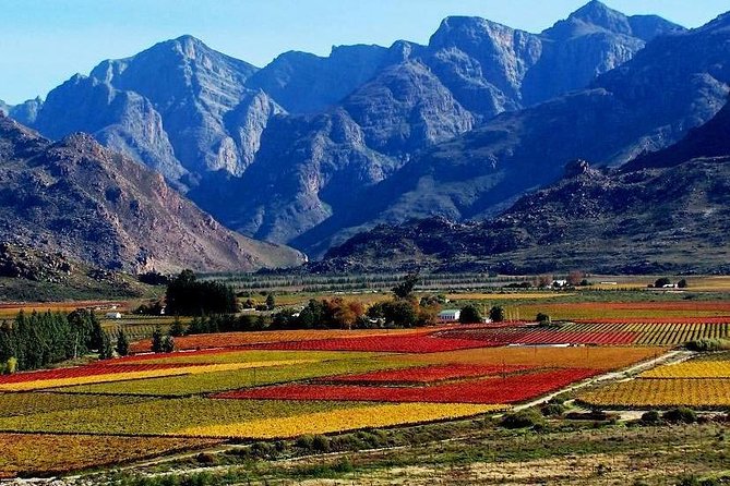 Cape Town Private, Wineland Tasting Tour - Tour Highlights