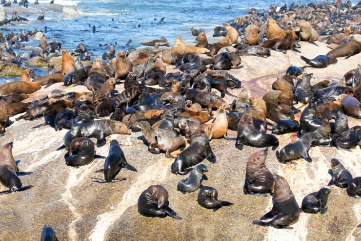 Cape Town: Robben Island Ferry Ticket and Townships Tour - Tour Details