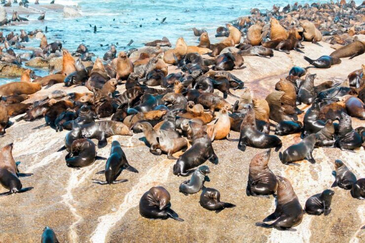Cape Town: Robben Island Ferry Tour With 1-Way Hotel Pickup - Pickup Locations and Accessibility