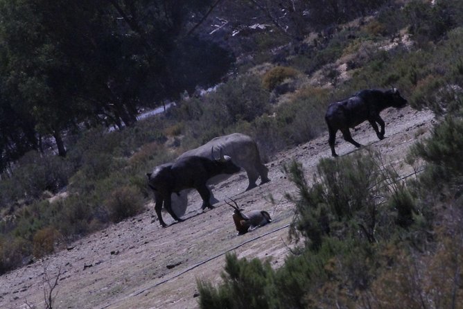 Cape Town Safari Big 5 Experience All Inclusive - Tour Details and Itinerary