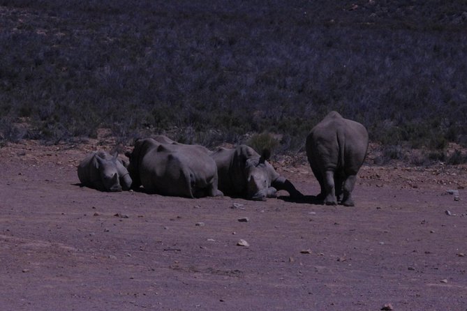 Cape Town Safari Big 5 Experience All Inclusive - Traveler Photos of Aquila Game Reserves